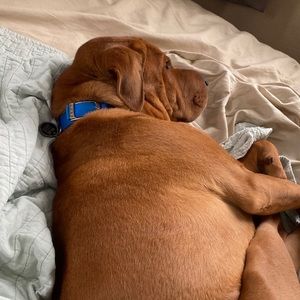 Meet your Posher, Inessa